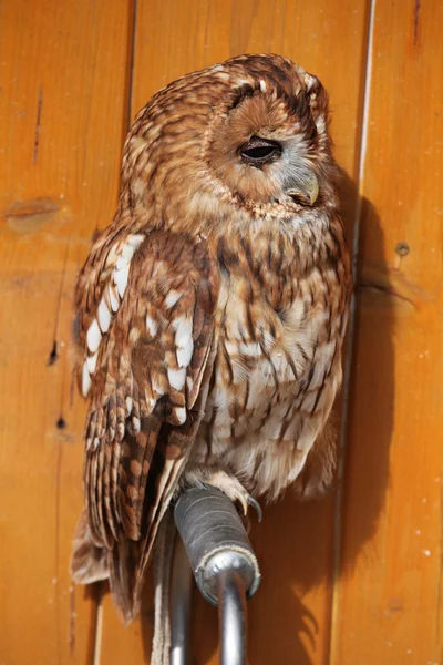 Tawny owl in zoo — Stock Photo, Image
