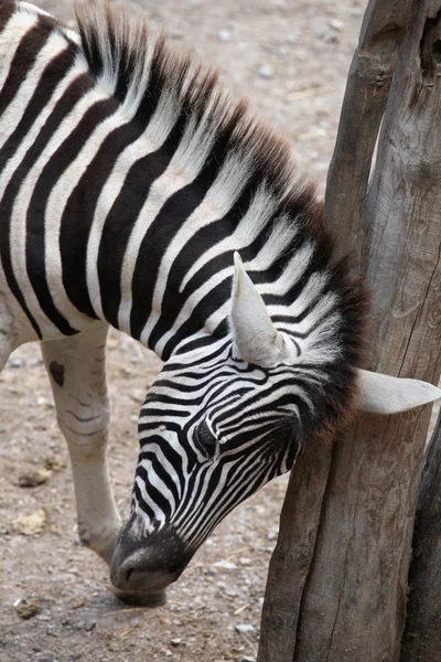 De Burchell zebra hoofd Rechtenvrije Stockfoto's