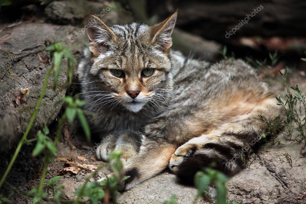 Polski Chat Polski Chat