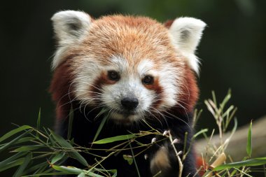 sevimli kırmızı panda