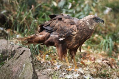 Batı marsh harrier