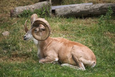 erkek Transcaspian urial