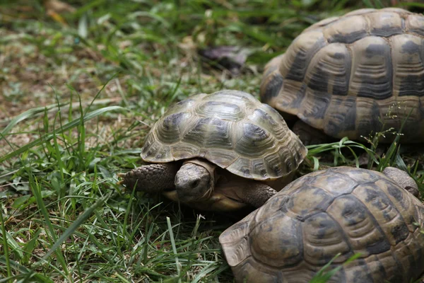 Russische schildpadden op groen gras — Stockfoto