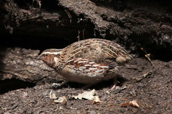 Japanse kwartel vogel — Stockfoto