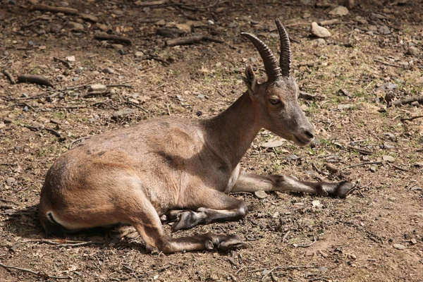 Ibex alpino deitado no chão — Fotografia de Stock