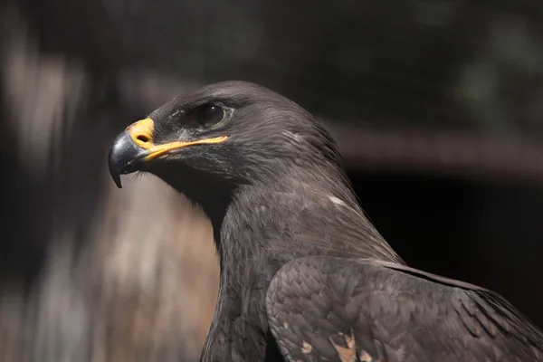 Степовий орел птах — стокове фото