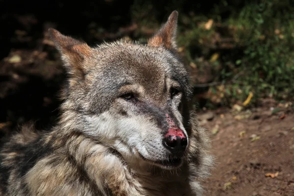 Vlk eurasijský čenich — Stock fotografie
