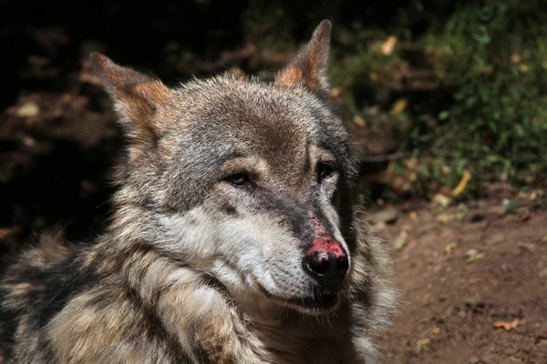 Hocico de lobo euroasiático —  Fotos de Stock