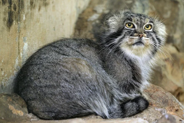 Pallas's cat animal — Zdjęcie stockowe