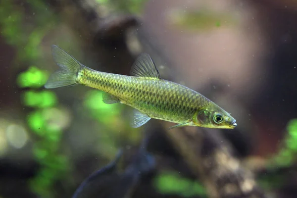 Stone moroko fish — Stock Fotó