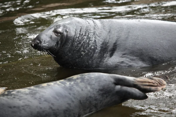 Grey seals in water — Stock Photo, Image