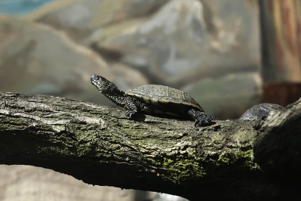 Europese vijverschildpad — Stockfoto