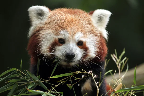 Aranyos vörös Panda — Stock Fotó