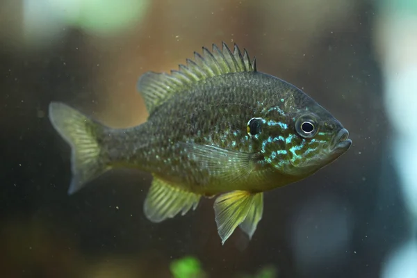 Гарбузова риба в акваріумі — стокове фото