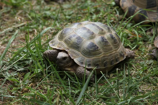 Russische tortoise op groen gras — Stockfoto