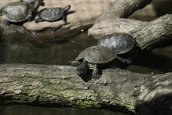 European pond turtles — Stock Photo, Image