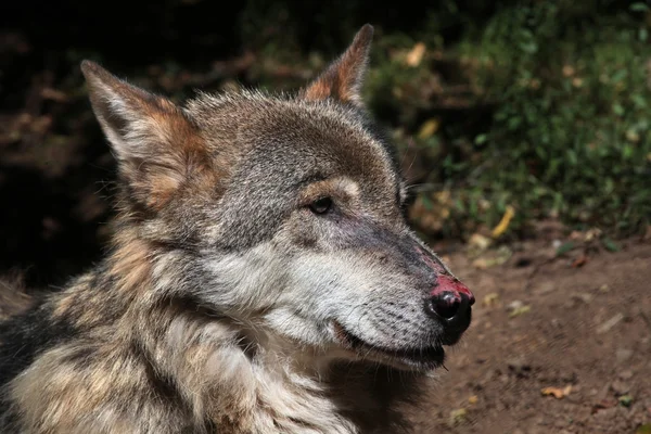 Hocico de lobo euroasiático —  Fotos de Stock