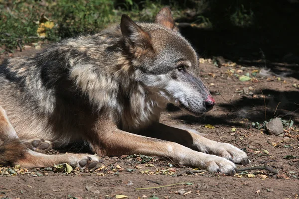 Lobo eurasiano deitado no chão — Fotografia de Stock