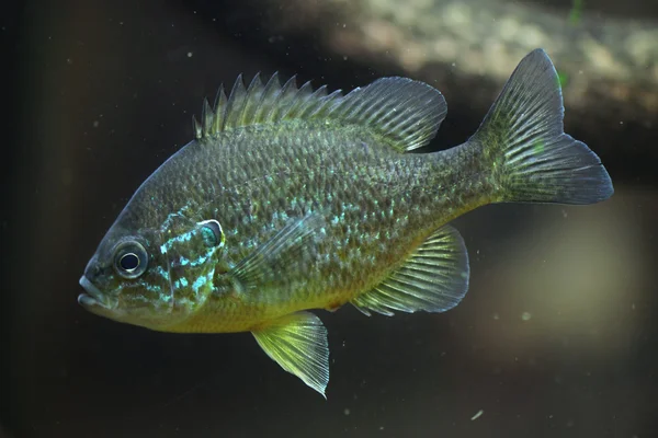 Pumpkinseed fish in aquarium — Stock Photo, Image