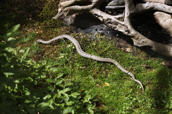 Европейская гадюка в лесу
