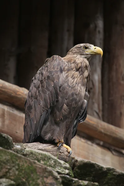 White-tailed eagle bird — Stock Photo, Image