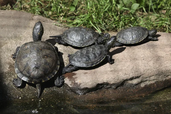 European pond turtles — Stock Photo, Image