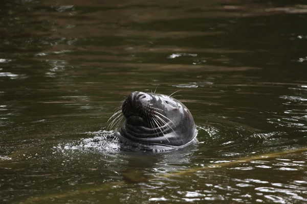 Sello gris en agua —  Fotos de Stock