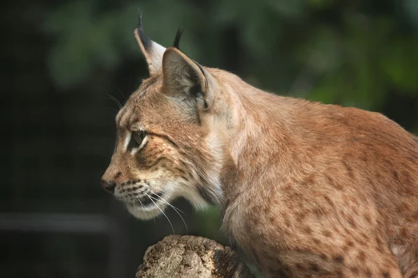 Lynx des Carpates animal — Photo