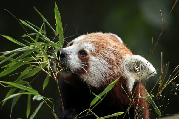 Красная панда ест траву — стоковое фото