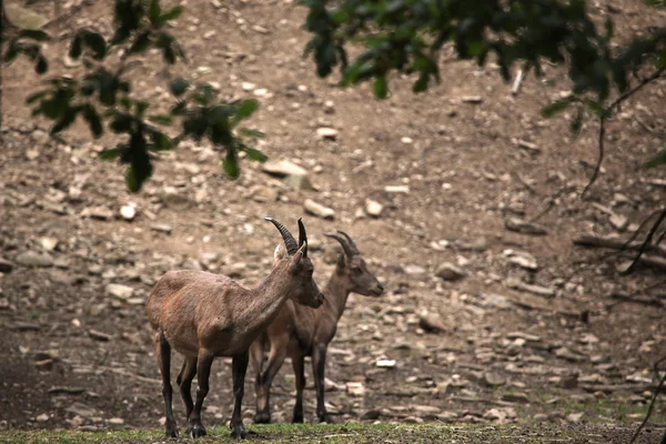 Aus einem steinbock mädchen