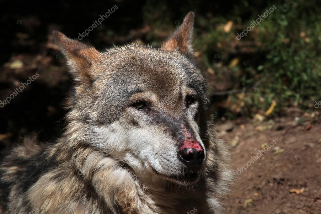 Eurasian wolf snout Stock Photo by ©wrangel 80520812 Eurasian wolf snout Stock Photo by ©wrangel 80520812