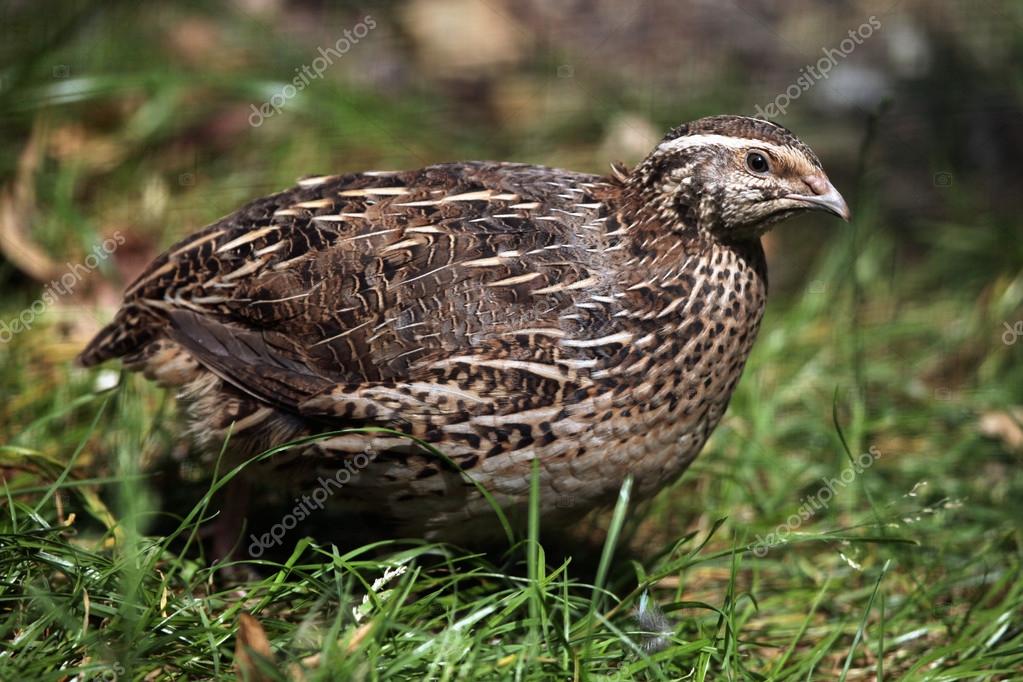 Japanese Quail Bird Stock Photo Image By C Wrangel 80520844