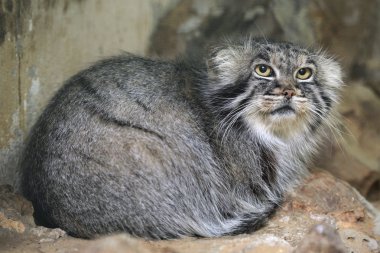 Pallas kedisi (Otocolobus manul)