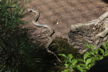 Avrupa viper (Vipera Berus).