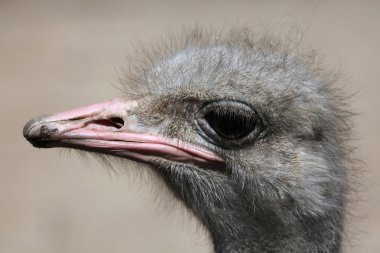 Devekuşu (Struthio Camelus). 