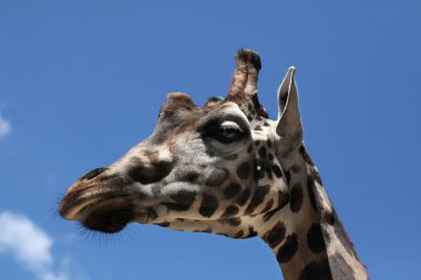 Rothschild's giraffe (Giraffa camelopardalis rothschildi). clipart