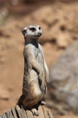 Ayrıca suricate bilinen çöl faresi (Suricata suricatta),.
