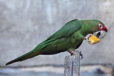 Mitred parakeet (Psittacara mitrata).  clipart