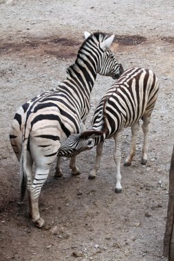Burchell's zebra feeding its foal.