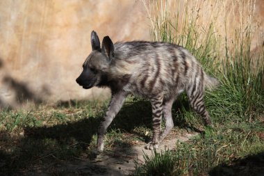 Çizgili sırtlan (Hyaena hyaena).
