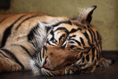Sumatran kaplanı (Panthera tigris sumatrae).