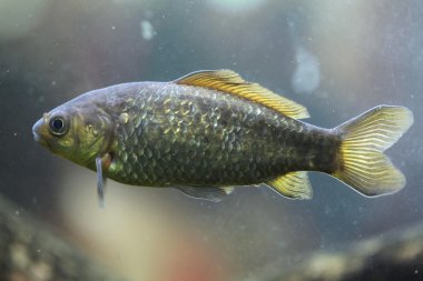 Freshwater fish underwater