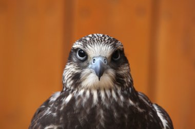 Saker falcon (Falco cherrug). clipart