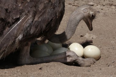 Ostrich (Struthio camelus) inspects its eggs in the nest clipart