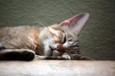 Arap yaban kedisi (Felis silvestris gordoni)