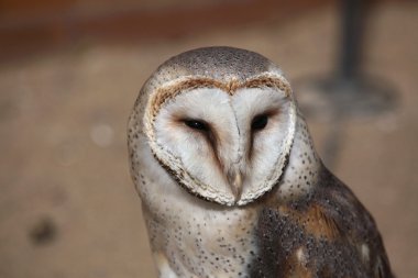 peçeli baykuş (tyto alba). 
