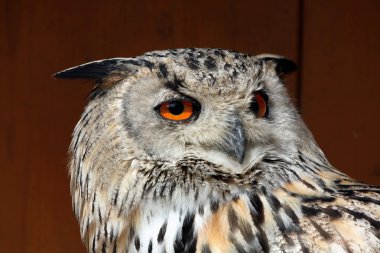 Batı Sibirya kartal-baykuş (Bubo bubo sibiricus).
