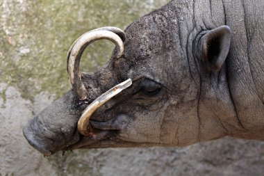 Sulawesi babirusa (Babyrousa kutlaması)