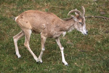 Transcaspian urial (Ovis orientalis arkal). 
