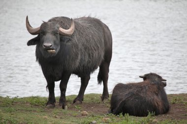 Asian water buffaloes (Bubalus bubalis).